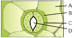 NEET Previous Year Questions(2016-25): Anatomy of Flowering Plants | Biology Class 11