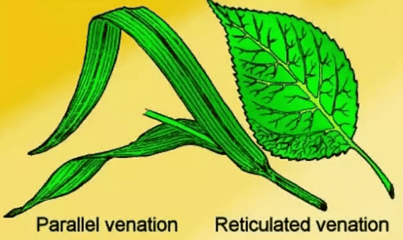 Types of Venation