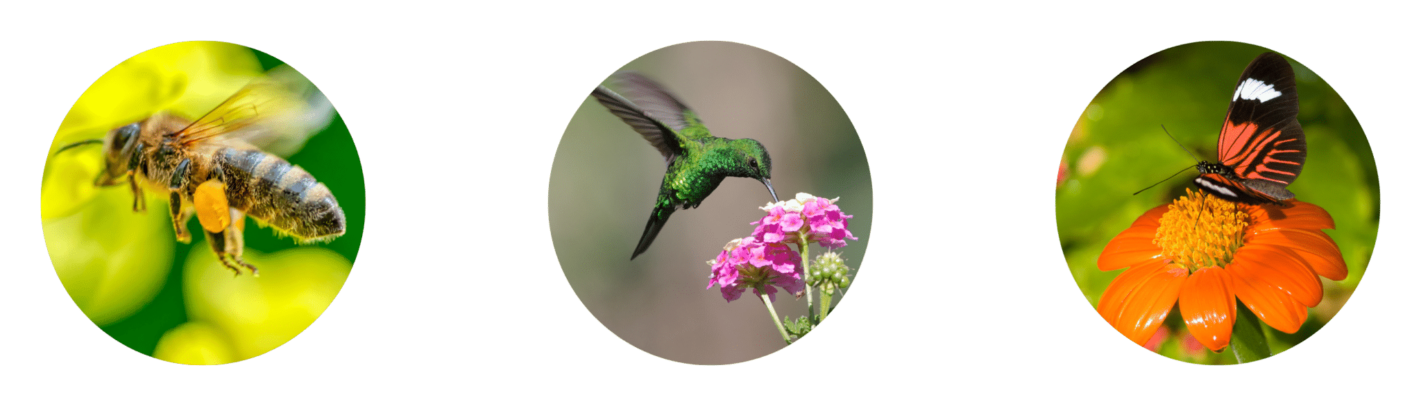 Birds and Bees