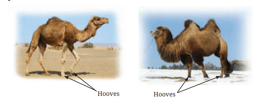 सजीव जगत में विविधता Chapter Notes | विज्ञान (जिज्ञासा) कक्षा 6 - Class 6