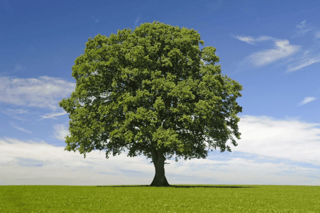 Plants Chapter Notes | EVS for Class 2