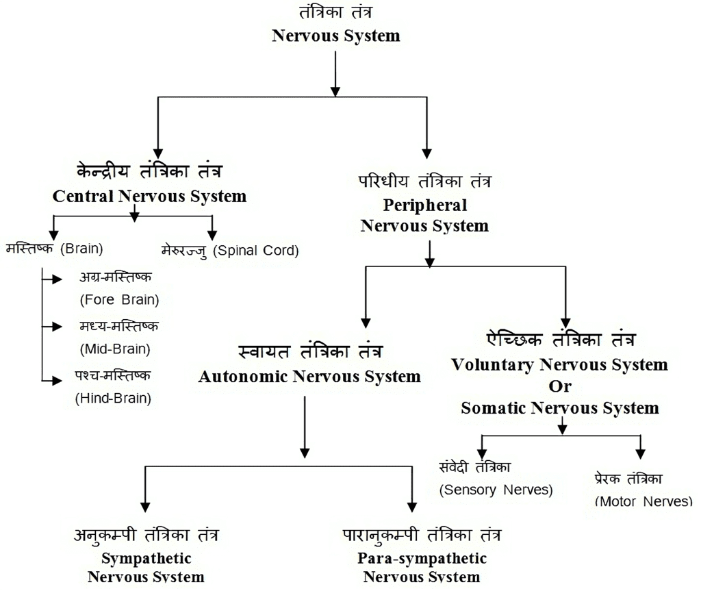 नोट्स, पाठ - 7 नियंत्रण एवं समन्वय (कक्षा दसंवी) - Class 10