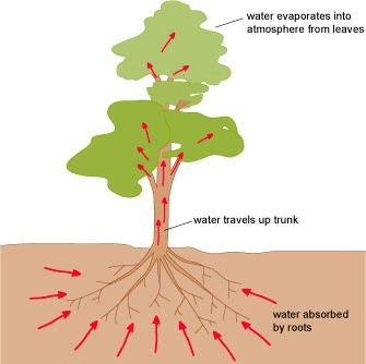 Movement of water and minerals in plants