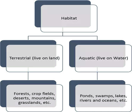 Adaptations in Plants Class 4 Notes Science