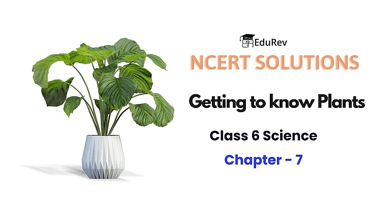 NCERT Solutions for Class 6 Science - Getting to Know Plants