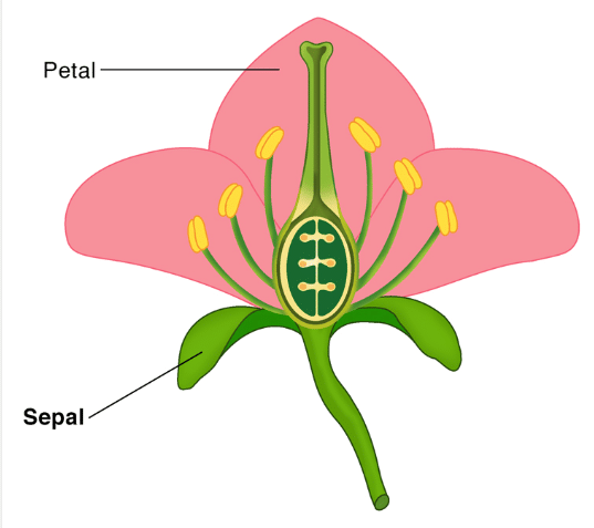Petals and Sepals