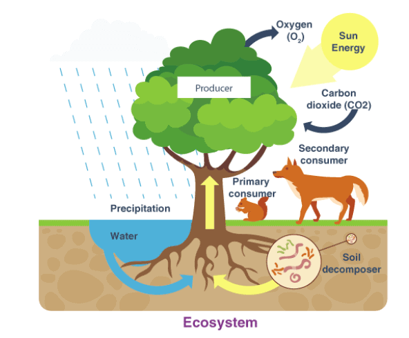 Environment Chapter Notes | Social Studies (SST) Class 7 (Old NCERT)