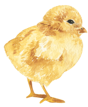 Worksheet Solutions: Animals are Birds too | EVS for Class 1