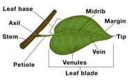 How Do Plants Make Their Food Class 4 Notes Science Free PDF How Do Plants Make Their Food Class 4 Notes Science Free PDF