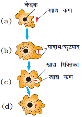 नोट्स, पाठ - 6 जैव प्रक्रम(कक्षा दसंवी) - Class 10