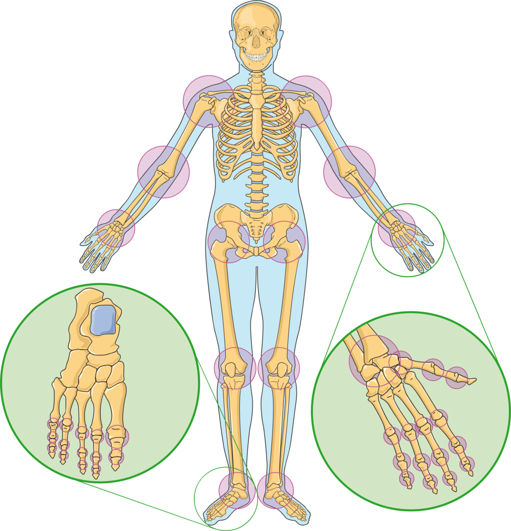 Bones, Muscles and Postures Class 2 Notes Science