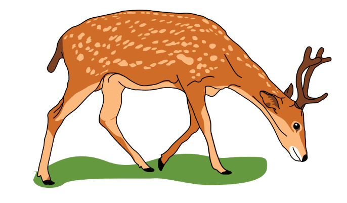 Class 4 English Worksheet Solutions Chapter 5 The Old Stag