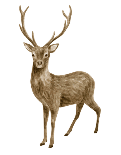 Class 4 English Short Answer Questions Chapter 5 The Old Stag