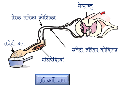 नोट्स, पाठ - 7 नियंत्रण एवं समन्वय (कक्षा दसंवी) - Class 10