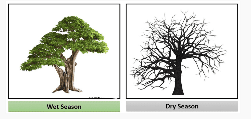 Tropical Deciduous Forests