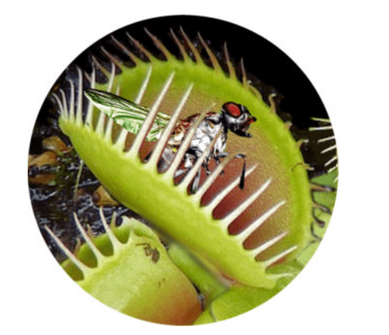 Insectivorious Plant