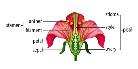 Parts of Flower
