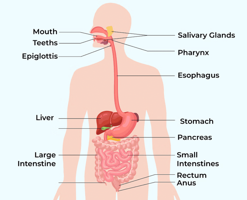 Human Digestive System