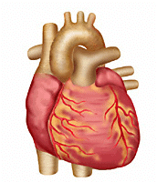 Bones, Muscles and Postures Class 2 Notes Science
