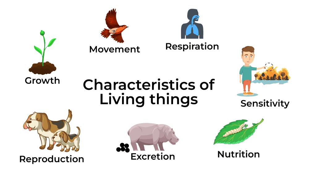 Worksheet: Living & Non Living Things | Science Olympiad for Class 1