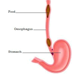 Movement of food in Oesophagus