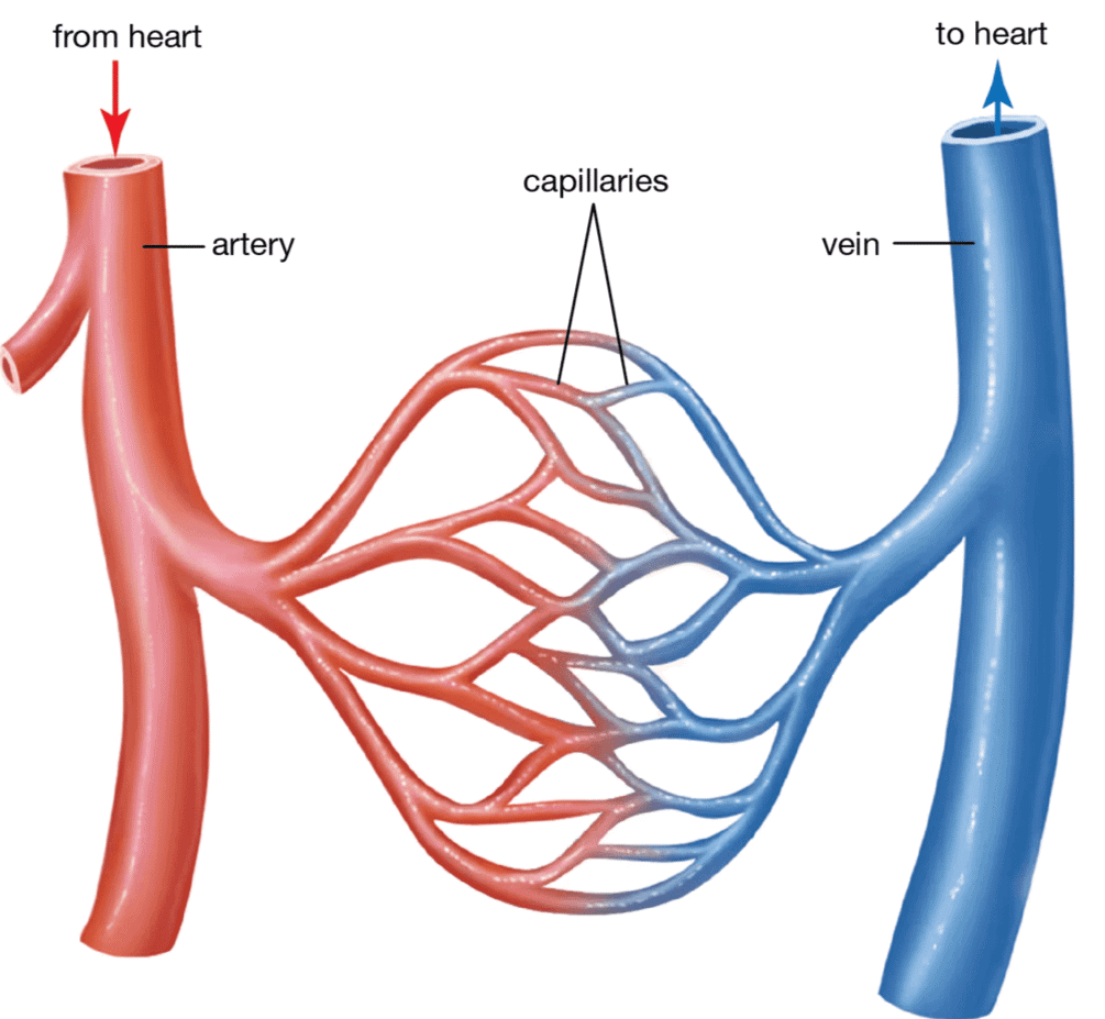 Blood Vessels
