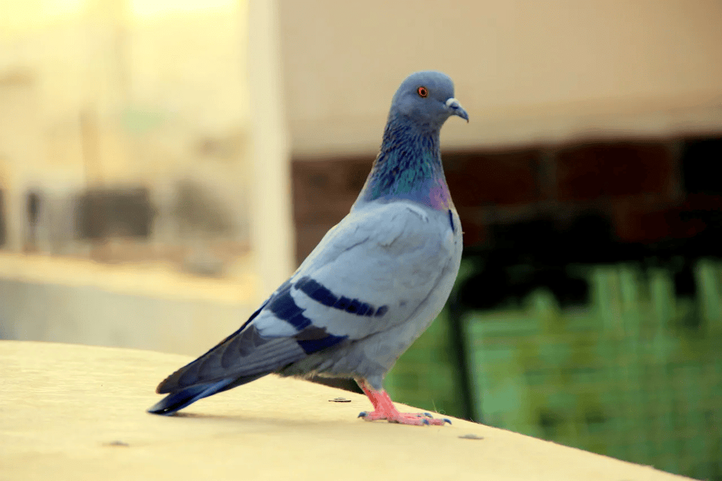 कबूतर