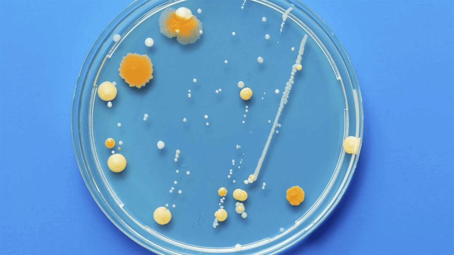 Microorganisms: Friend and Foe Class 8 Notes Science Chapter 2