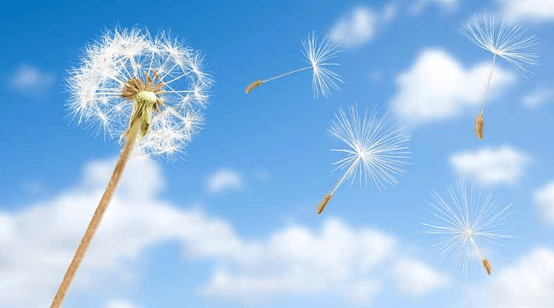 Cotton seeds floating in the air