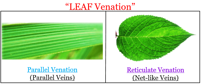 Leaf Venation
