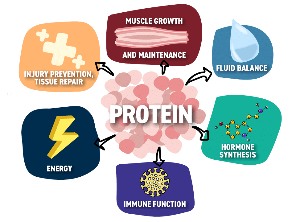 NCERT Solutions for Class 6 Science - Components of Food