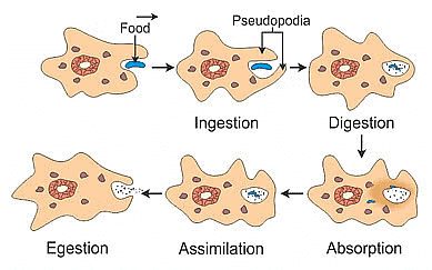 Digestion in Amoeba