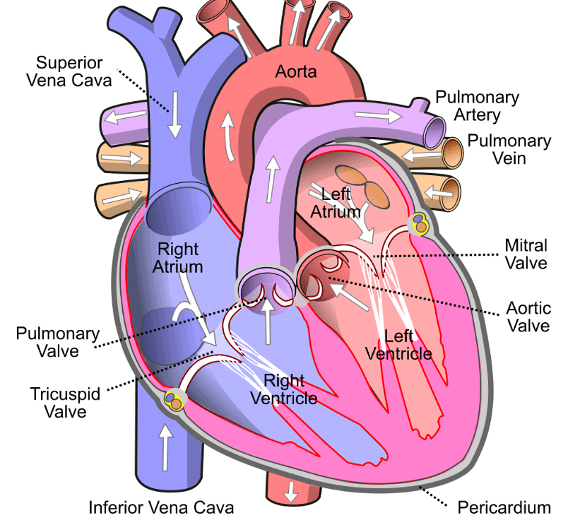 Diagram of The Heart