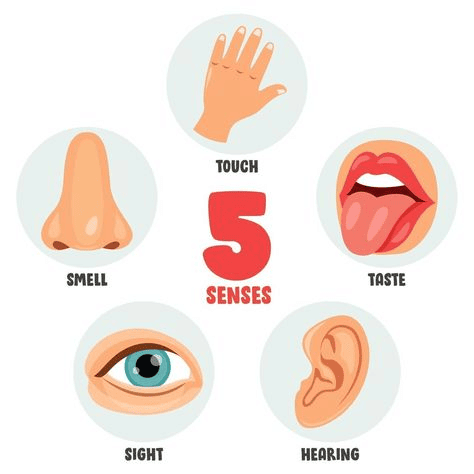 Sense Organs - 1 Class 1 Worksheet EVS