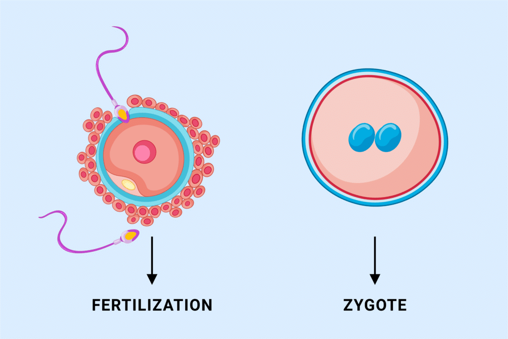 Class 10 Science Chapter 7 Practice Question Answers - How Do Organisms Reproduce