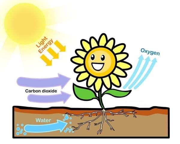 Photosynthesis in Plants