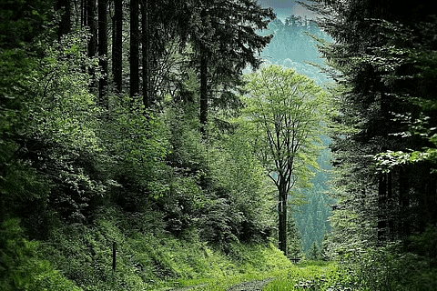 Natural Vegetation
