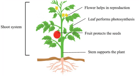 Parts of Plants and their Importance