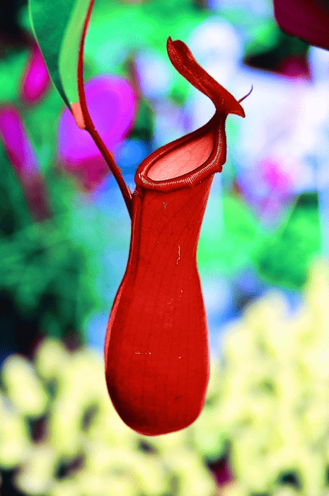 Pitcher Plant