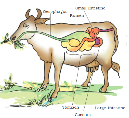 Digestive system of ruminant