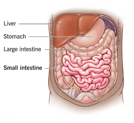 Small & Large Intestine