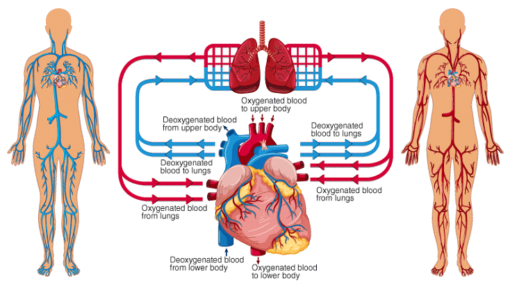 Structure of Human Heart - Class 10