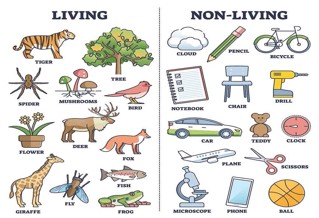 Worksheet: Living & Non Living Things | Science Olympiad for Class 1