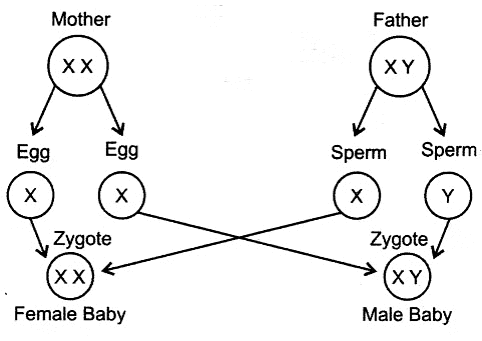 Heredity and Evolution Class 10 Notes Science Chapter 8