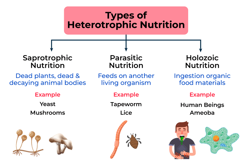 Nutrition in Plants Class 7 Worksheet Science Chapter 1