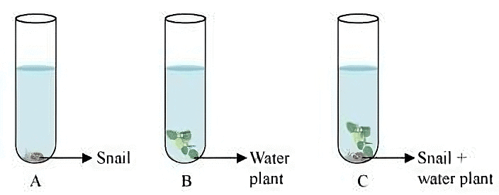 NCERT Solutions for Class 7 Science - Respiration in Organisms