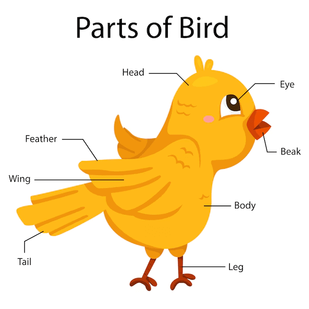 Birds are Animals too | EVS for Class 1