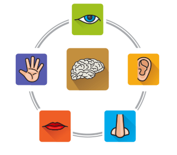 Our Body - CBSE Worksheets- 2 Solutions