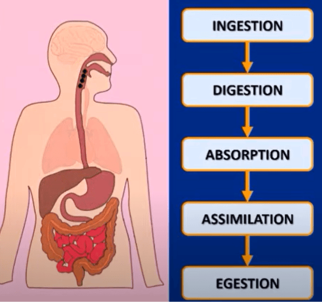 NCERT Solutions for Class 7 Science - Nutrition in Animals