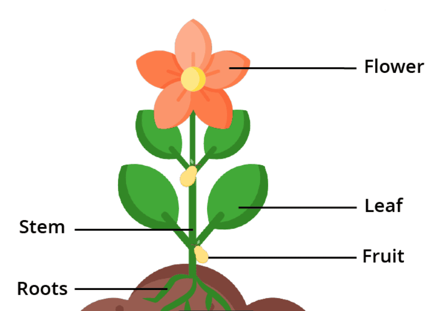 Parts of Plants
